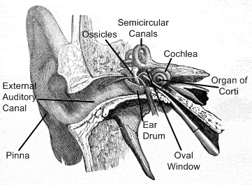 ear anatomy